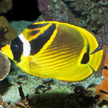 Chaetodon lunula : 4-6 cm